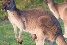 Croc Express to Australia Zoo